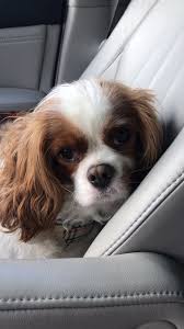 Pin By Lina Teo On Cavalier Obsession Cavalier King Charles Dog King Charles Puppy King Charles Dog