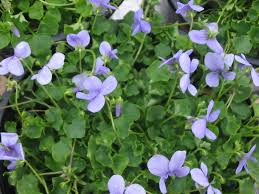 Image result for Viola hederacea