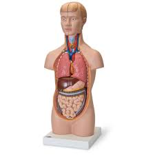 The muscles of the torso the trapezius is located on the back. Human Mini Torso Model With 12 Parts