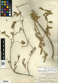 Image result for Tephrosia aequilata