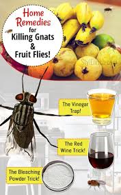 Gnats will be attracted to the smell of lemon and soap will kill them. Pin On Pesty Bug Killers