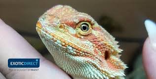Take home your new pet or supplies today, there is no waiting! Best Pet Lizards Exoticdirect