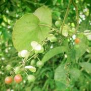 Image result for Hyperacanthus amoenus