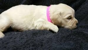 Having always owned labradors and. Akc 100 European Golden Retriever Puppies For Sale In Tucson Arizona Classified Americanlisted Com