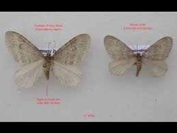 Image result for Operophtera fagata