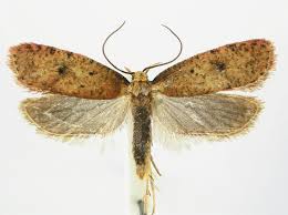 Image result for Chionodes electellus