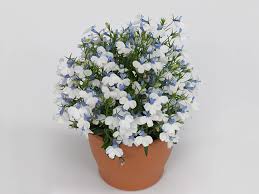 Image result for Lobelia thermalis