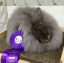 French Angora Rabbit Self Lilac Sr Doe 3 Best In Show Awards French Angora Rabbit Beautiful Rabbit Angora Rabbit