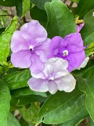 Image result for Pupalia grandiflora