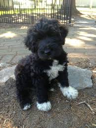 Accurate content you can trust, spreading knowledge on the animal kingdom, and giving back. Standard Schnoodle Puppies Online