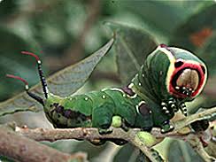 caterpillar identification moths count