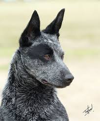 Black Australian Cattle Dog Blue Heeler Mousematuk Dogs Australian Stumpy Tail Cattle Dog Australian Stumpy Tail Cattle Dog 9y412d 030 Austrailian Cattle Dog Blue Heeler Dogs Dog Breeds