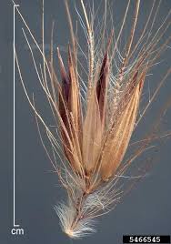 Image result for Cenchrus setaceus