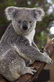 Than, i started to see koala bears reaching out for human help out of total desperation. Gemma Orange Everydaysensorykid Profile Pinterest