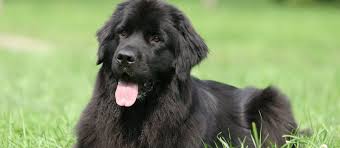 Get this free breed specific training course to have a happy & healthy dog at home. Newfoundland Puppies For Sale Greenfield Puppies