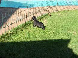 This is an once in lifetime offer. Black Boerboel Puppies For Sale Port Elizabeth Dogs Puppies Public Ads 73054