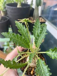 Image result for Dorstenia schliebenii