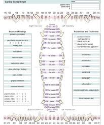 Periodontal disease is another word for gum disease and can be due to a range of conditions. View Download Or Print This Canine Dental Chart Pdf Completely Free This Chart Is Easily Accessible And Can Be Inc Canine Dental Vet Medicine Vet Tech Student