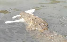 En la laguna del carpintero en tampico se reportó que una mujer en situación de calle fue arrastrada por un cocodrilo.de acuerdo con la información, la mujer de aproximadamente 50 años se encontraba lavando su ropa en el canal cuando el cocodrilo la atacó por sorpresa y la sumergió en el agua. Cocodrilo Ataca A Hombre En Tampico Fue Sorprendido Mientras Pescaba El Sol De Mexico Noticias Deportes Gossip Columnas