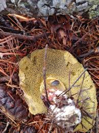 Image result for Xerocomellus diffractus