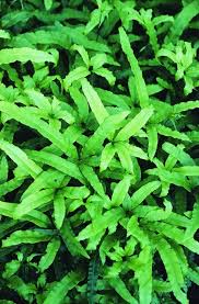Image result for Pteris cretica