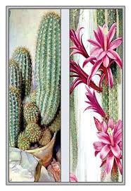 It is the seeds that end up leading to new cactus plants. Cactus And Flower Flower Prints Art Flower Art Cactus