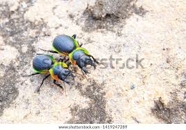 Image result for Mostuea batesii