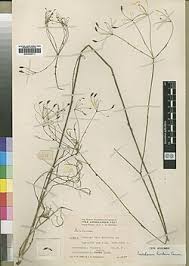 Image result for Afrosciadium