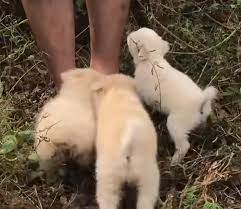The Three Puppies Lost Their Mother For Many Days In The, 60% OFF