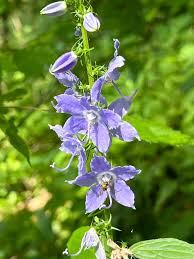 Image result for Campanulaceae