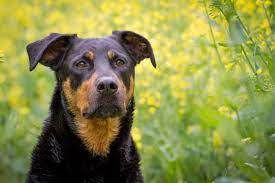 Rottweiler Lab Mix What To Know About This Stunning Family Dog Perfect Dog Breeds