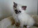 Discounted Cheap Ragdoll Kittens and Ragdoll Cats
