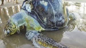 They can also get entangled in discarded packaging materials or abandoned fishing gear, leading to injury and sometimes death. Sea Turtles Are Eating Ocean Plastic Because It Smells Like Food Study