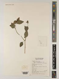 Image result for Acmella caulirhiza