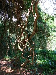 Image result for Entada stuhlmannii