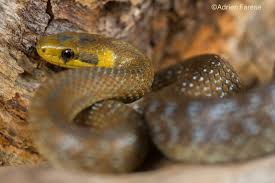 A boulder, on ne fait pas que du ski, on fait de la recherche aussi. Qui Sont Ces Serpents Qui Sifflent Sur La Moselle Association Torcol