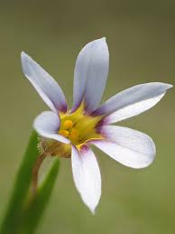 Image result for Sisyrinchium micranthum