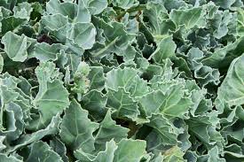 Image result for Crambe