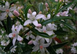 Image result for Streptocarpus myoporoides