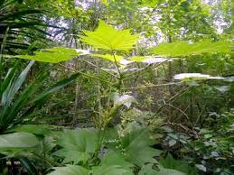 Image result for Laportea ovalifolia