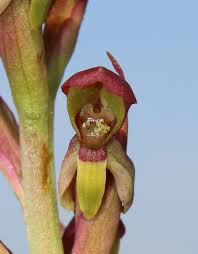 Image result for Disa brevicornis