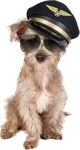 For longer distance shipments, the average cost is $270 to $500. Pet Shipping Services Dog Delivery Puppy Transport Service