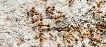 They're found throughout the united states, though you won't. Tiny Ants Florida Homeowners Seek Solutions To Big Problem Abc Blog