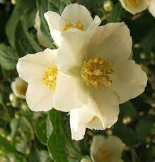 Flower Syringa Orange Idaho State Flower Syringa Flower Meanings Mock Orange