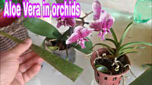 Youtube In 2021 Orchids Aloe Aloe Vera