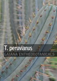 Making tea is not the only way to prepare san pedro. Trichocereus Peruvianus Peruvian Torch Gaiana