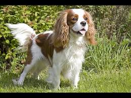 Cavalier King Charles Spaniel Bakimi Youtube
