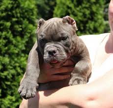 American bully puppies / exotic bully dog | most beautiful exotic bully in the world #exoticbully. Pin On Doggyyyy