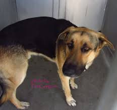 Gone A4766941 My Name Is L G I Am A 2 Yr Old Neutered Male Black Tan German Shepherd I Came To The Shelter As A Stray Pet Adoption Animal Rescue Animals