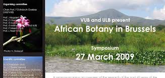 Image result for Cynorkis symoensii